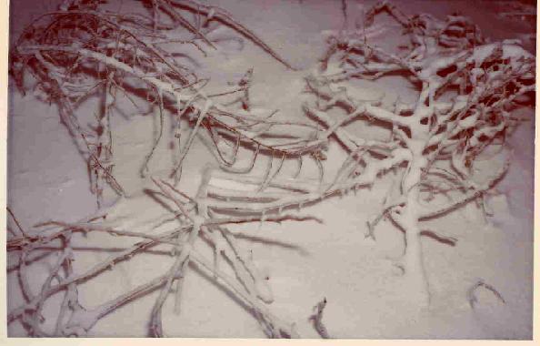 snow.jpg
